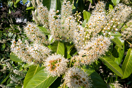 Close-up of Cherry laurel (Prunus laurocerasus) blooms. White long inflorescences of cherry laurel in the park, in the background green leaves. Selective focus.