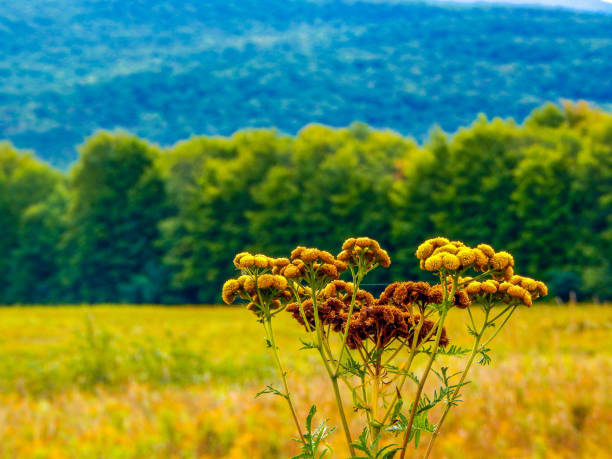 Wildflowers in a meadow