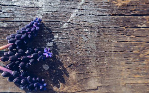 istock Wooden board with blue grape hyacinth flowers 1345228930