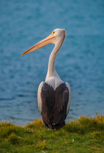 Pelican at the waters edge stock photo