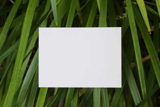 istock White paper and beautiful leaves 1345230554