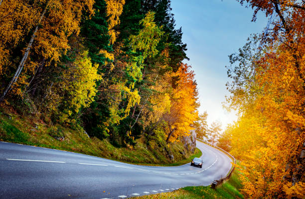 Asphalt road with autumn foliage in Sweden stock photo