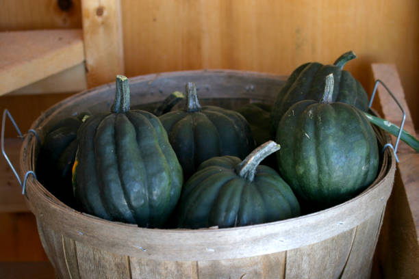 eichelkürbisfarm frisch im korb auf bauernmarkt - acorn stock-fotos und bilder