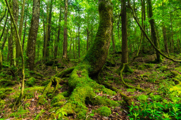 Moss and green grass in Aokigahara forest, Yamanashi Prefecture, Japan Moss and green grass in Aokigahara forest, Yamanashi Prefecture, Japan forest bathing photos stock pictures, royalty-free photos & images