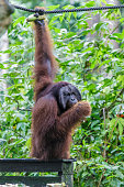 orang-utans-oder-pongo-pygmaeus.jpg?b=1&s=170x170&k=20&c=sL4Fvt_Vqn_fsb41osjYdlYcRZTLgi59LAJL8FTHfXs=