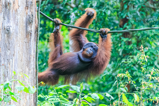 orangutans or pongo pygmaeus is the only asian great found on the island of Borneo and Sumatra