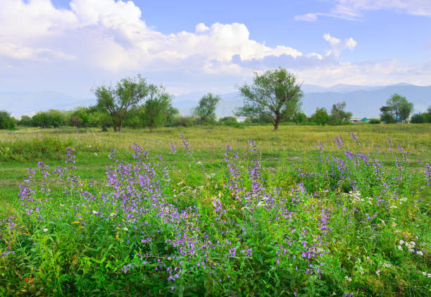 Wildflowers blooming in the Pike National Forest of Colorado