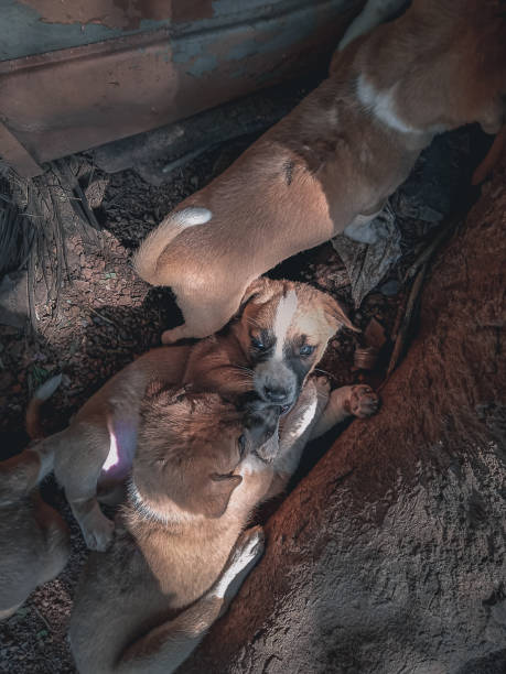 istock Cute dogs sleeping on each other 1345235959