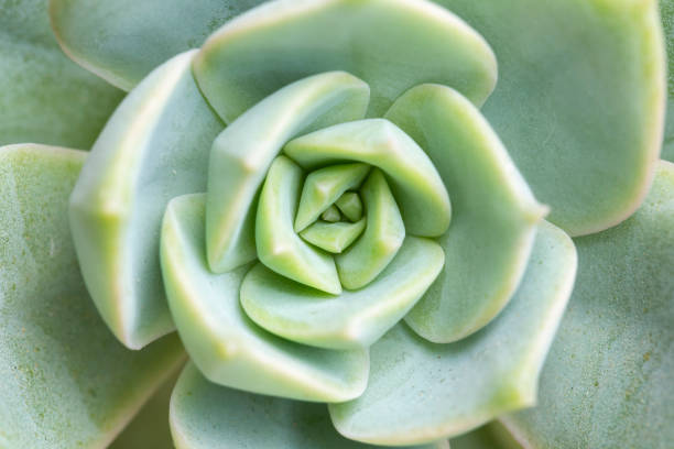 istock Green succulent plant, close-up, top view 1345237656