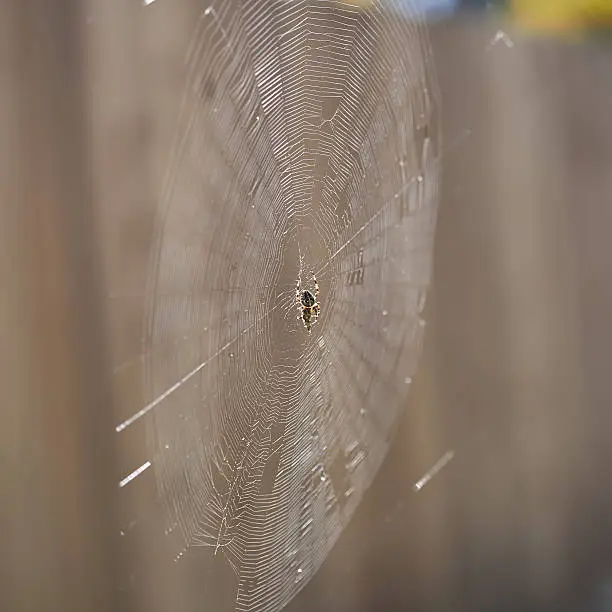 Garden orb weaver spider and its prey