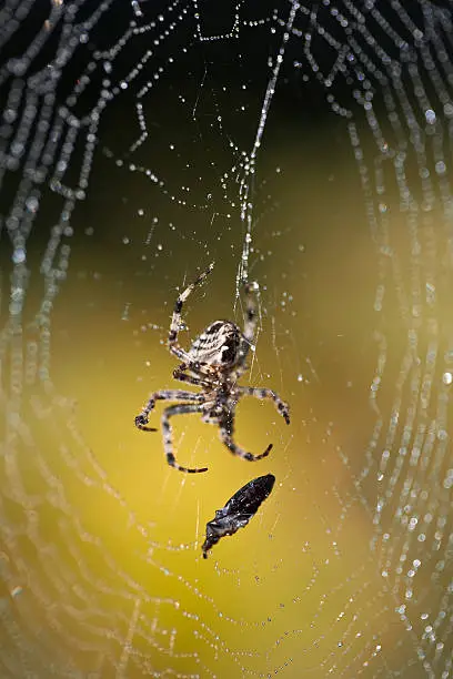 Garden orb weaver spider and its prey