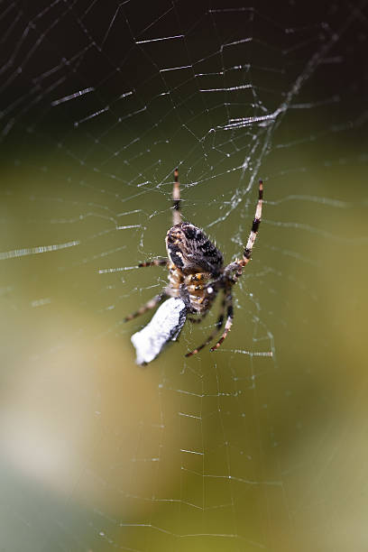 istock Garden orb weaver spider and its prey 134523961