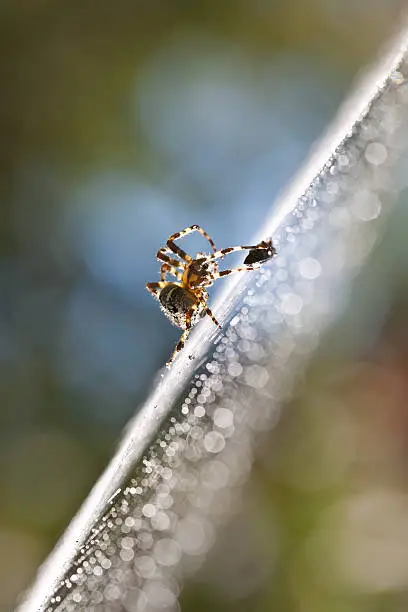 Garden orb weaver spider and its prey