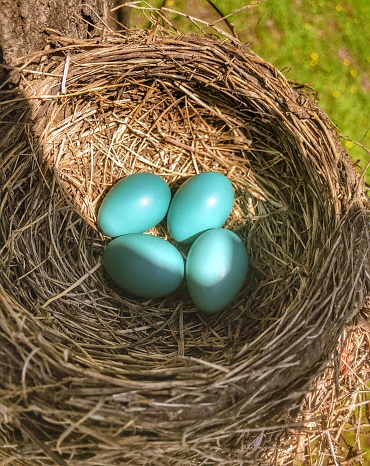 4 Blue Robin Eggs in a Nest