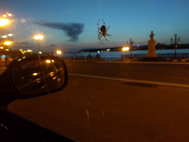 The view of a spider close up with night city on background.