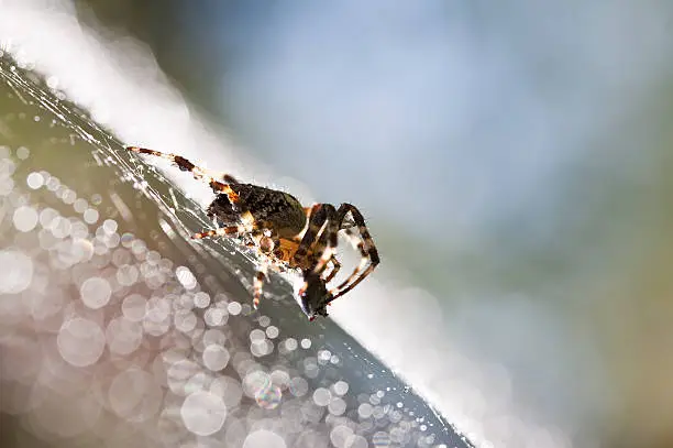 Garden orb weaver spider and its prey