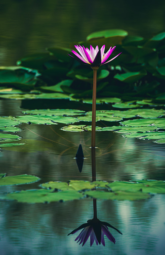 A blooming purple lotus flower on a pond