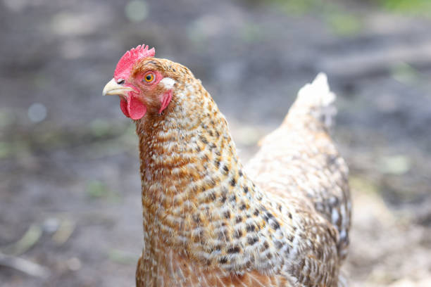 Multi colored rooster in yard. Agriculture concept