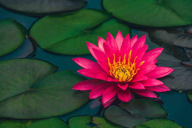 acqua di giglio che fiorisce nello stagno in estate - lotus single flower water lily water foto e immagini stock