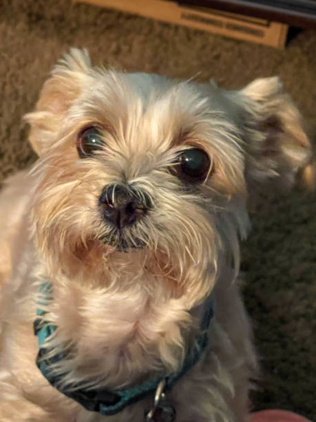 istock Yoshi the Morkie 1345245489