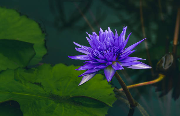 acqua di giglio che fiorisce nello stagno in estate - lotus single flower water lily water foto e immagini stock