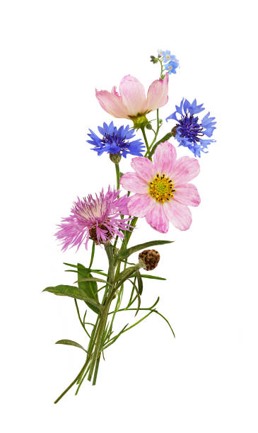 fleurs de jardin roses et bleues dans un petit bouquet cuntry isolé - cosmos flower cut flowers daisy family blue photos et images de collection