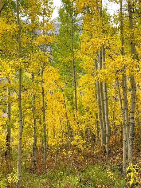 istock Autumn leaf colors in Colorado 1345248663