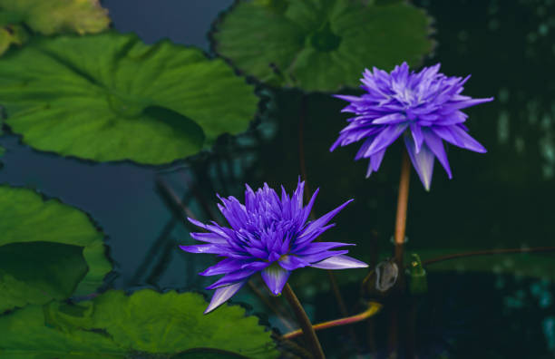 istock Lily water blooming in the pond in summer 1345249271