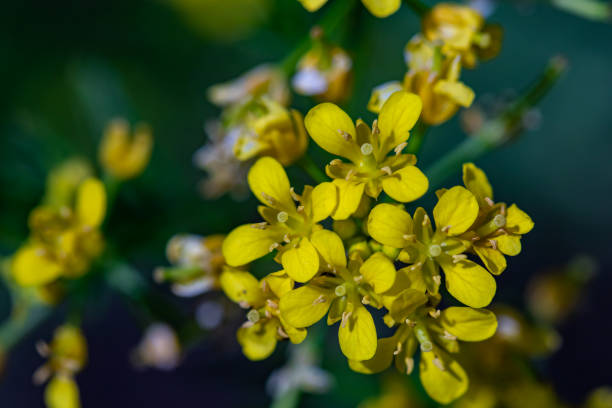 istock Rorippa amphibia flower in field, close up 1345249529