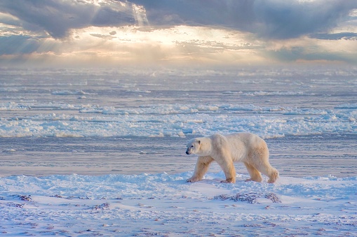 Side view of polar bear (Ursus maritimus) walking along the Hudson Bay, waiting for the bay to freeze over so it can begin it\