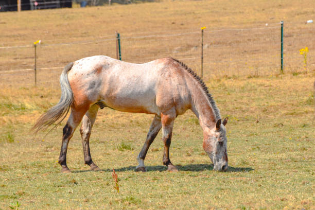 istock Horse Grazing on Grass in a Fenced Field 1345251478