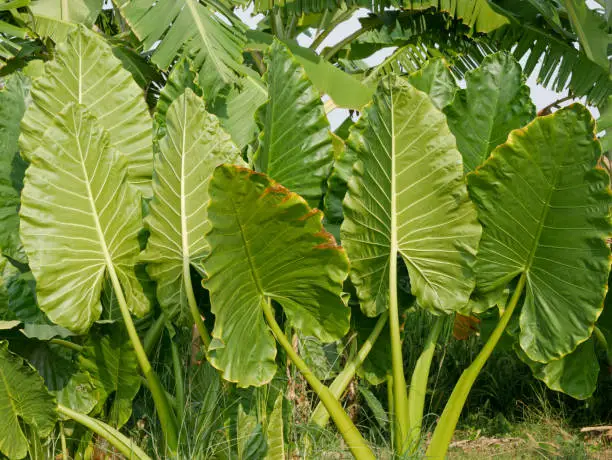 alocasia calidora or elephant ear plant, grows in the yard with large and wide green leaves