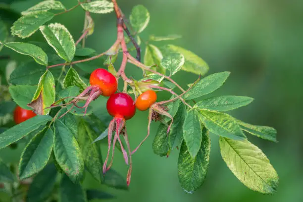 Autumn or summer nature background with rose hips branches in the sunset light. The rose hip or rosehip, also called rose haw, is the accessory fruit of the rose plant.