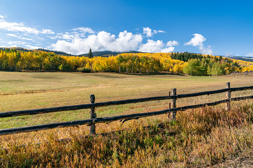 Autumn leaf colors in Colorado