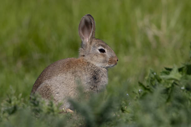 istock European rabbit, Common rabbit, Oryctolagus cuniculus sitting on a meadow at Munich 1345253878