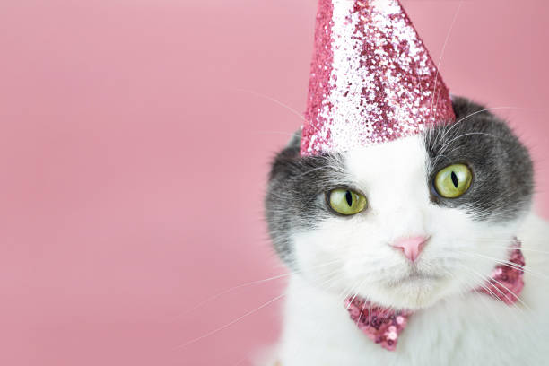 istock Cute fold cat in a party birthday hat, copy space. 1345253949