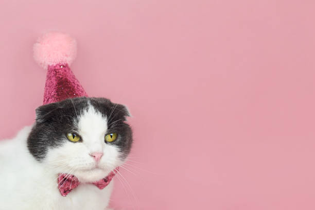 istock Cute fold cat in a party birthday hat, copy space. 1345253957