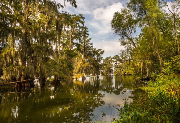 istock Mossy cypress trees in the swamp lake 1345253989