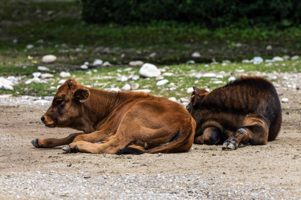 Young baby Heck cattle, Bos primigenius taurus, claimed to resemble the extinct aurochs. Domestic highland cattle seen in a German park