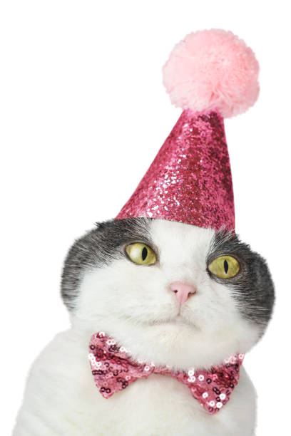 istock Cute cat in a party birthday hat isolated on a white background. 1345254862