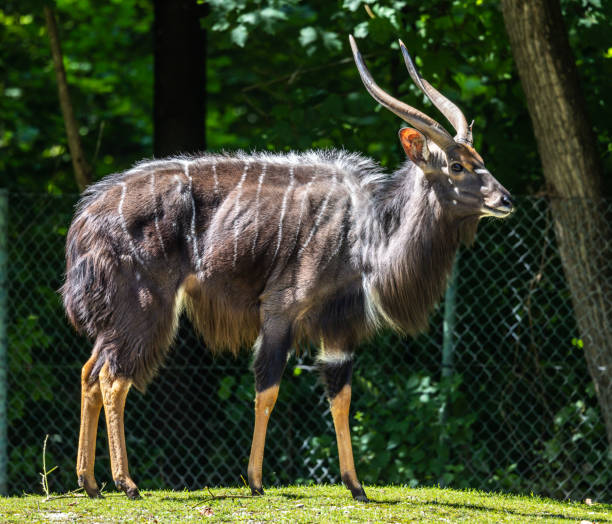 The nyala, Tragelaphus angasii is a spiral-horned antelope native to Southern Africa. It is a species of the family Bovidae and genus Nyala, also considered to be in the genus Tragelaphus.