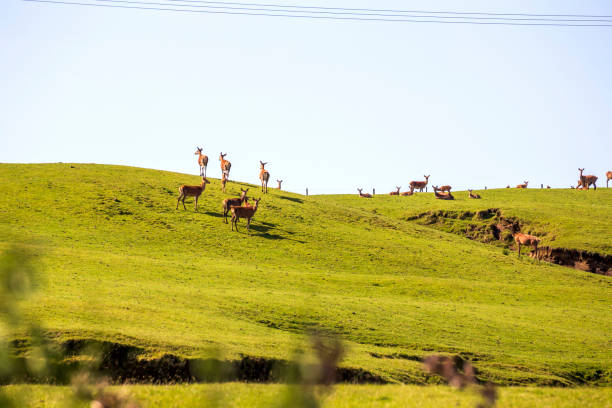 Flock of deers on the meadow