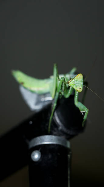 istock giant, green, african bush praying mantis 1345256141