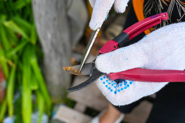 istock Female farmer working in the garden. Woman's hands. 1345257367