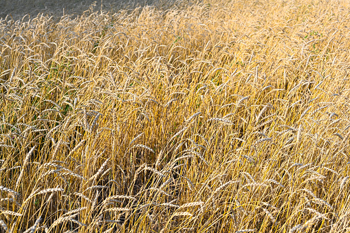 Golden wheat field in the hot summer sunny day. Field of ripening rye in a summer day. Rye ears close-up.