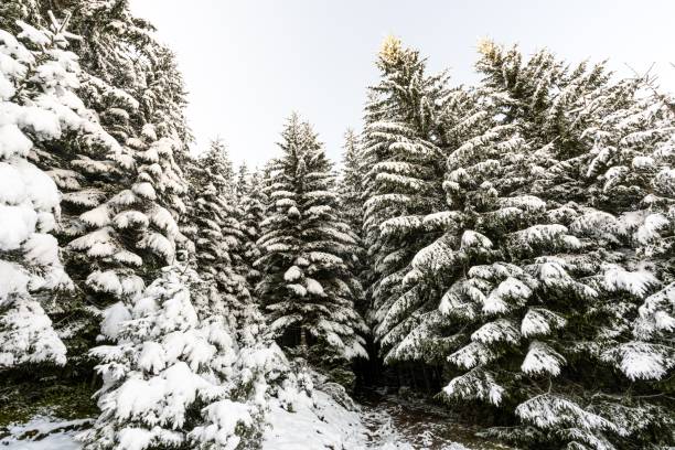 istock Tall dense old spruce trees grow on a snowy slope 1345258346