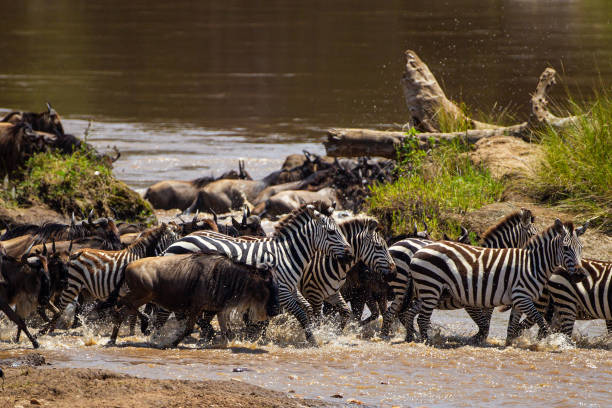 istock Blue Wildebeest crossing the Mara River during the annual migration in Kenya 1345259486