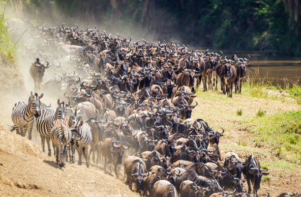 istock Blue Wildebeest crossing the Mara River during the annual migration in Kenya 1345259507
