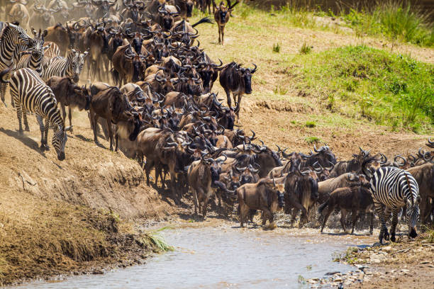 istock Blue Wildebeest crossing the Mara River during the annual migration in Kenya 1345259516