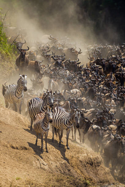 istock Blue Wildebeest crossing the Mara River during the annual migration in Kenya 1345259519